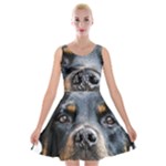 Rotwieller Velvet Skater Dress