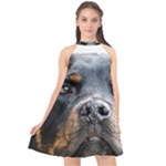 Rotwieller Halter Neckline Chiffon Dress 