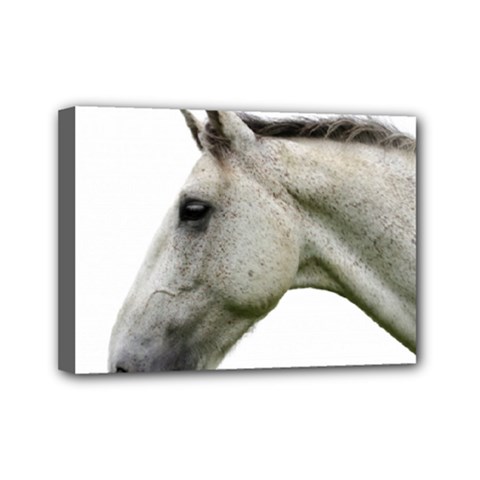 White Horse Mini Canvas 7  x 5  (Stretched) from ArtsNow.com
