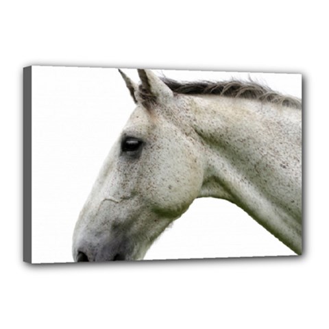 White Horse Canvas 18  x 12  (Stretched) from ArtsNow.com