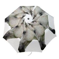 Folding Umbrella 
