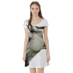 Short Sleeve Skater Dress Front Short Sleeve Skater Dress Front