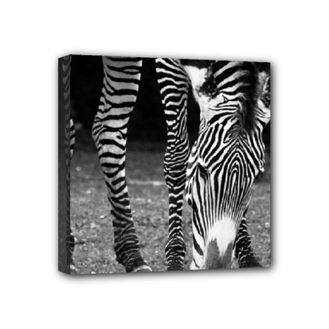 Zebra Mini Canvas 4  x 4  (Stretched) from ArtsNow.com