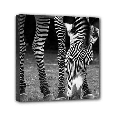 Zebra Mini Canvas 6  x 6  (Stretched) from ArtsNow.com
