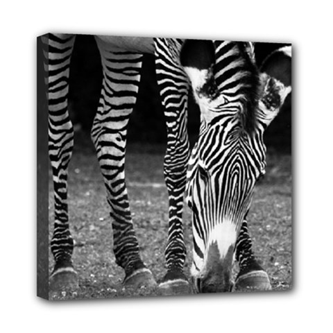 Zebra Mini Canvas 8  x 8  (Stretched) from ArtsNow.com