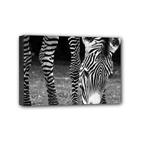 Zebra Mini Canvas 6  x 4  (Stretched) from ArtsNow.com