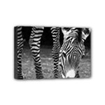 Zebra Mini Canvas 6  x 4  (Stretched)
