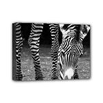 Zebra Mini Canvas 7  x 5  (Stretched)