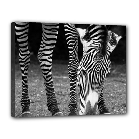 Zebra Canvas 14  x 11  (Stretched) from ArtsNow.com