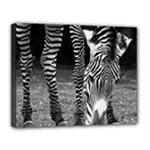 Zebra Canvas 14  x 11  (Stretched)