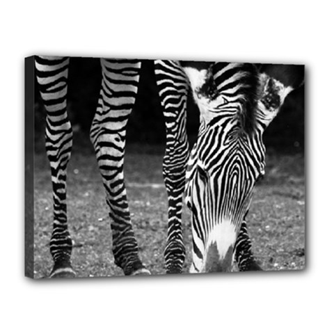 Zebra Canvas 16  x 12  (Stretched) from ArtsNow.com