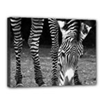 Zebra Canvas 16  x 12  (Stretched)