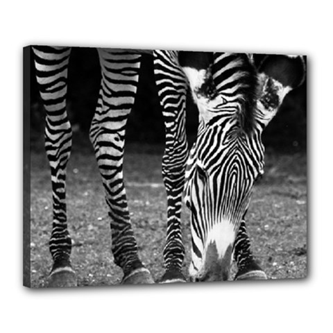 Zebra Canvas 20  x 16  (Stretched) from ArtsNow.com