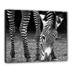 Zebra Canvas 20  x 16  (Stretched)