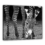 Zebra Canvas 24  x 20  (Stretched)