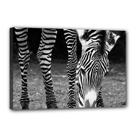 Zebra Canvas 18  x 12  (Stretched) from ArtsNow.com