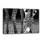 Zebra Canvas 18  x 12  (Stretched)
