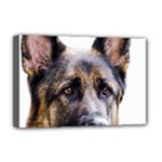 German Shepherd Dog Deluxe Canvas 18  x 12  (Stretched)