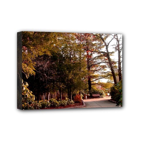 Leo Harrison St Pk  Path 2 Mini Canvas 7  x 5  (Stretched) from ArtsNow.com
