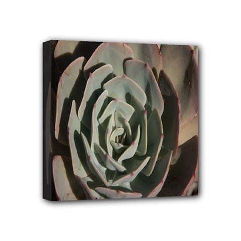 Succulent Green Pink Rosettes Mini Canvas 4  x 4  from ArtsNow.com