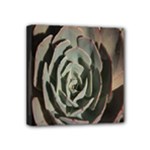 Succulent Green Pink Rosettes Mini Canvas 4  x 4 