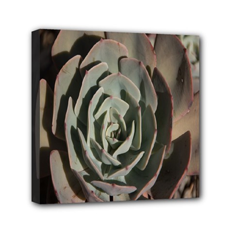 Succulent Green Pink Rosettes Mini Canvas 6  x 6  from ArtsNow.com