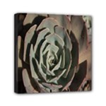 Succulent Green Pink Rosettes Mini Canvas 6  x 6 
