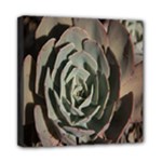 Succulent Green Pink Rosettes Mini Canvas 8  x 8 