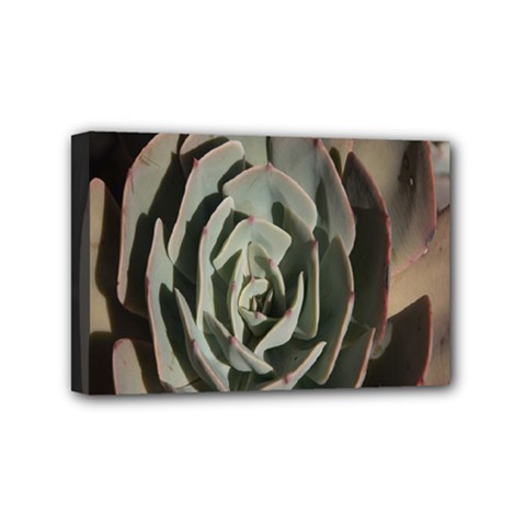 Succulent Green Pink Rosettes Mini Canvas 6  x 4  from ArtsNow.com