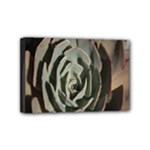 Succulent Green Pink Rosettes Mini Canvas 6  x 4 