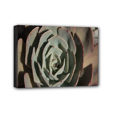 Succulent Green Pink Rosettes Mini Canvas 7  x 5  from ArtsNow.com