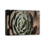 Succulent Green Pink Rosettes Mini Canvas 7  x 5 
