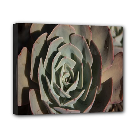 Succulent Green Pink Rosettes Canvas 10  x 8  from ArtsNow.com