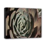 Succulent Green Pink Rosettes Canvas 10  x 8 