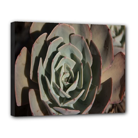 Succulent Green Pink Rosettes Canvas 14  x 11  from ArtsNow.com