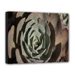 Succulent Green Pink Rosettes Canvas 14  x 11 