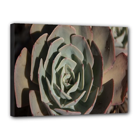 Succulent Green Pink Rosettes Canvas 16  x 12  from ArtsNow.com