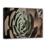 Succulent Green Pink Rosettes Canvas 16  x 12 