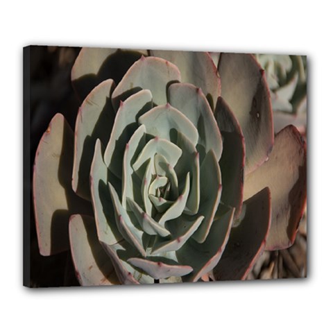 Succulent Green Pink Rosettes Canvas 20  x 16  from ArtsNow.com