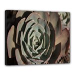 Succulent Green Pink Rosettes Canvas 20  x 16 