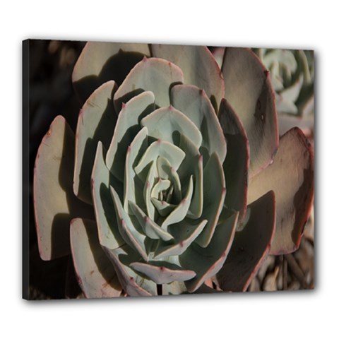 Succulent Green Pink Rosettes Canvas 24  x 20  from ArtsNow.com