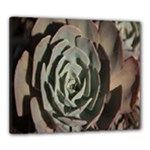Succulent Green Pink Rosettes Canvas 24  x 20 