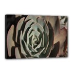 Succulent Green Pink Rosettes Canvas 18  x 12 