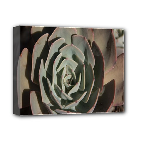 Succulent Green Pink Rosettes Deluxe Canvas 14  x 11  from ArtsNow.com