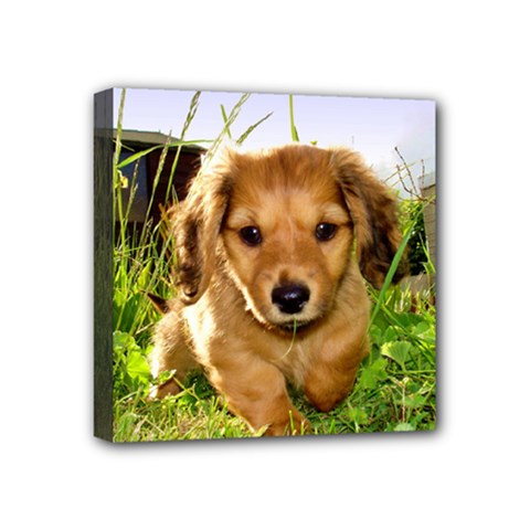Puppy In Grass Mini Canvas 4  x 4  (Stretched) from ArtsNow.com