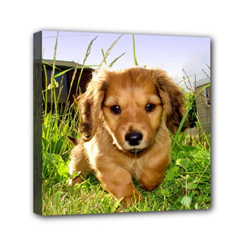 Puppy In Grass Mini Canvas 6  x 6  (Stretched) from ArtsNow.com