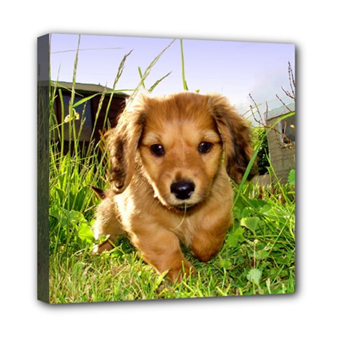 Puppy In Grass Mini Canvas 8  x 8  (Stretched) from ArtsNow.com