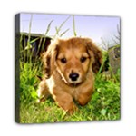 Puppy In Grass Mini Canvas 8  x 8  (Stretched)