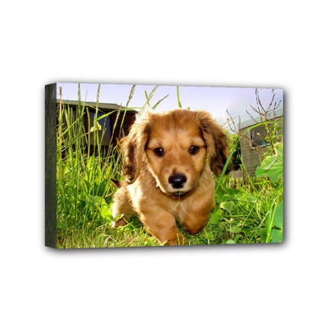 Puppy In Grass Mini Canvas 6  x 4  (Stretched) from ArtsNow.com