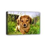 Puppy In Grass Mini Canvas 6  x 4  (Stretched)